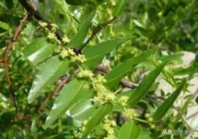 冬枣树花期授粉不好的原因,冬枣树疯长不结果怎么办