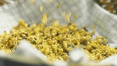 桂花精油桂花纯露,桂花精油纯天然价格