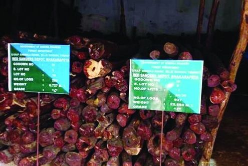 印度小叶紫檀森林视频,印度小叶紫檀秒懂百科