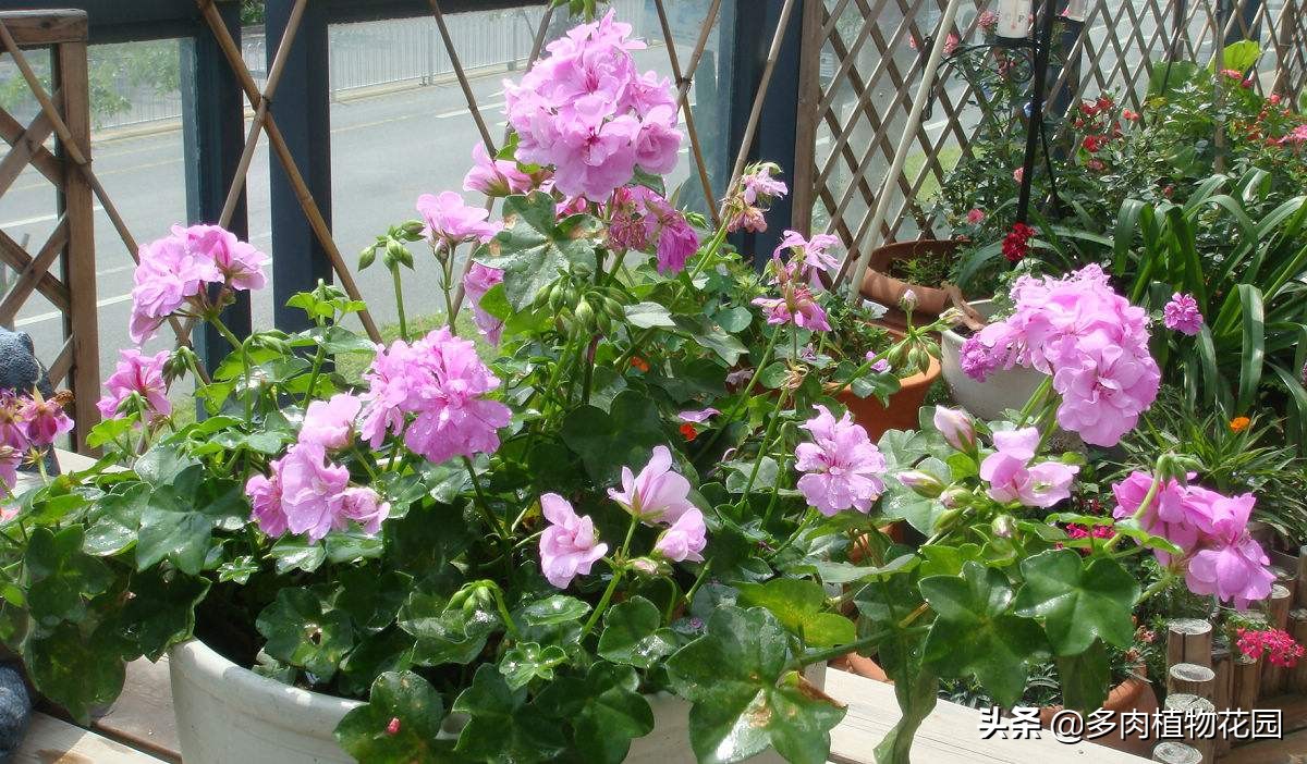 天竺葵不分枝怎么办,天竺葵不开花用什么肥