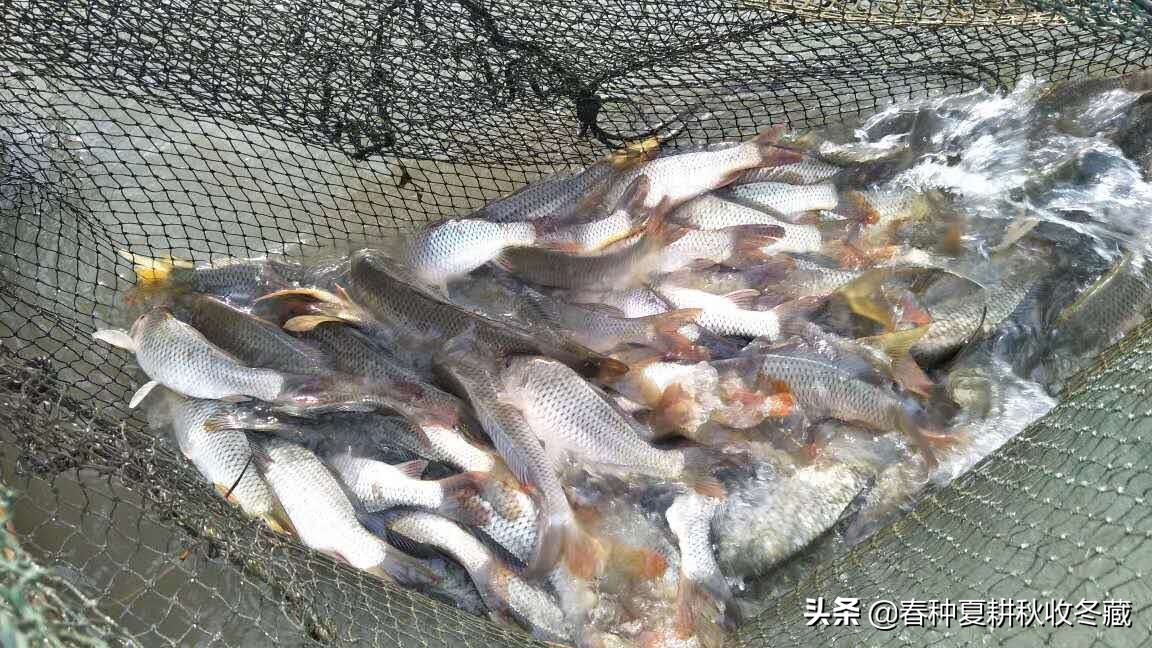 冬季鱼塘拉网捕鱼怎样效率高,鱼塘拉网捕鱼起网技巧