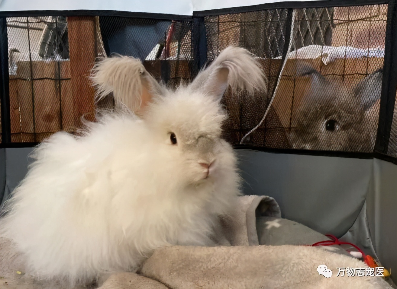 兔子有没有粉色,兔子有只眼睛看不见黑瞳都是白的