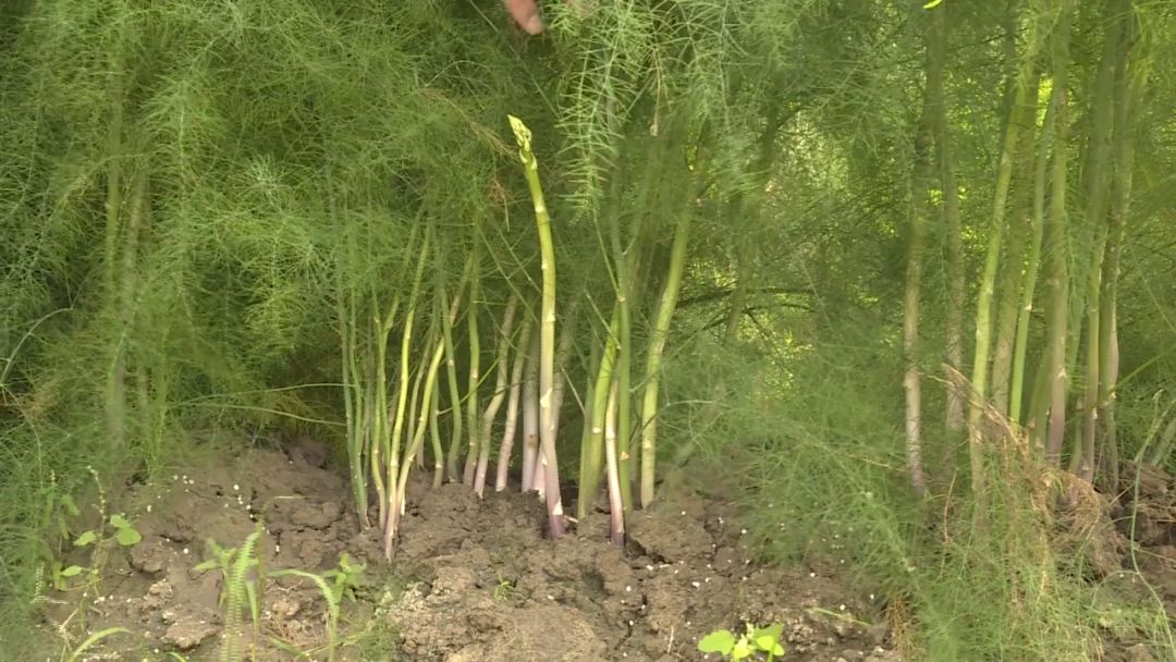 如皋城北街道野林村芦笋现状,芦笋产业乡村振兴