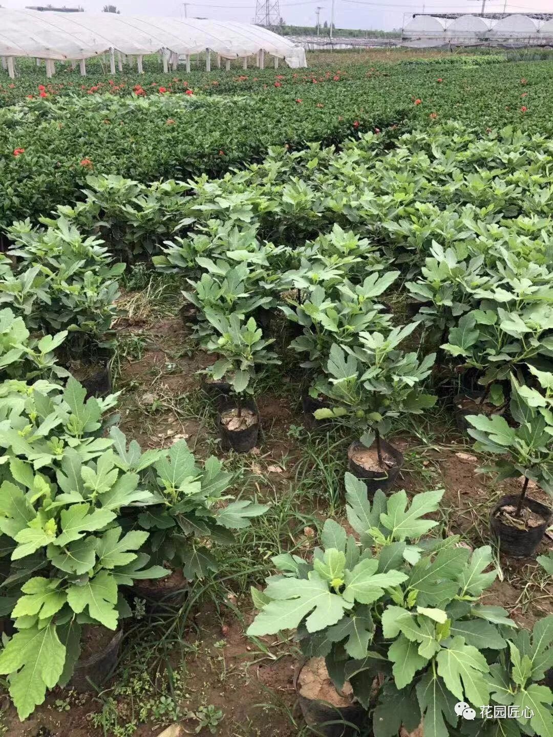 想自己种一棵树,想种自己的树