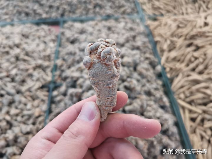 三招鉴别三七粉真假,四招教你分辨真假烟