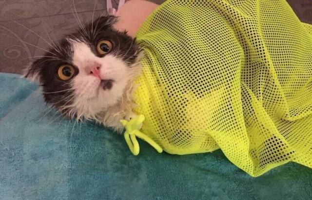 猫咪为什么不爱洗澡？4个小妙招让你的猫咪不再抗拒洗澡