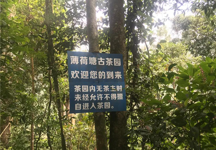 每个山头的普洱茶都有什么区别,最好的普洱茶是哪个山头的