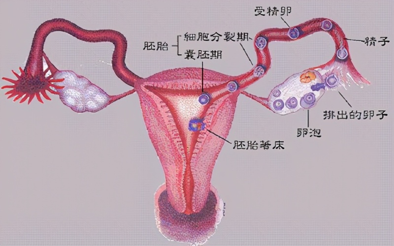 妇科月经量少闭经输卵管积水堵塞,闭经会引起经络不通吗