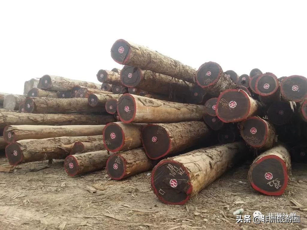 想做非洲木材市场，你得先认识它们