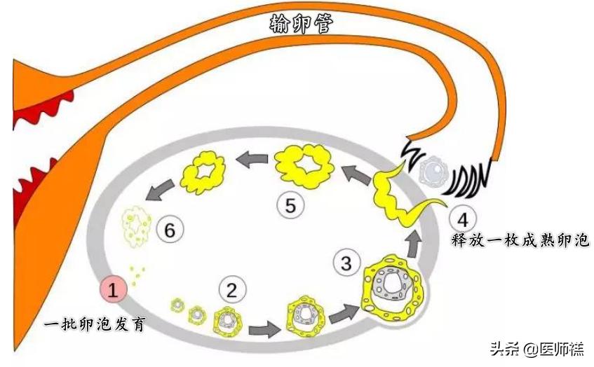 备孕期间要清醒！同房后倒立增加受孕率？尝试这些办法或许更高效