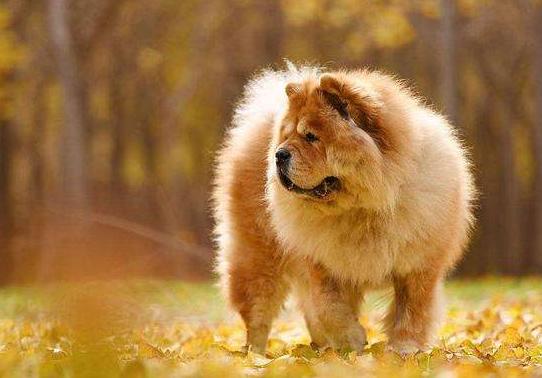 养松狮犬的十大好处,松狮犬为什么很少