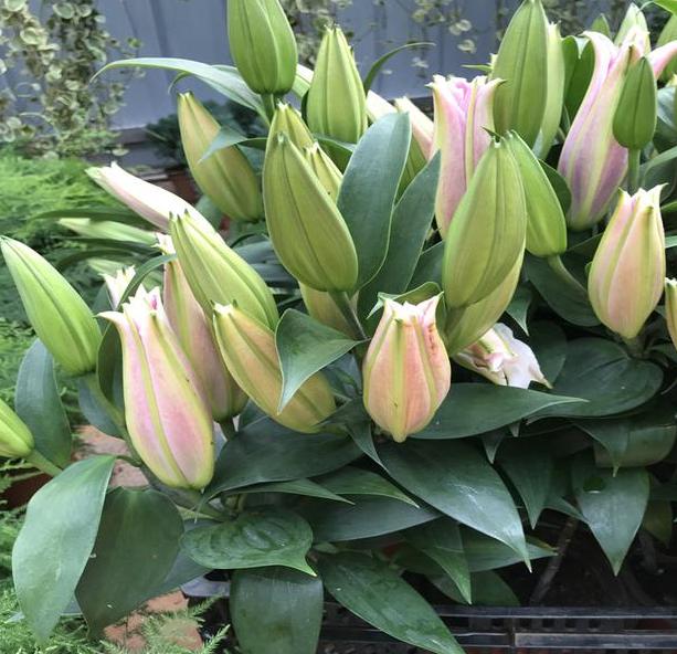 养花指南香水百合,香水百合怎么养花不容易枯萎