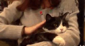 猫故事全集,猫故事小说