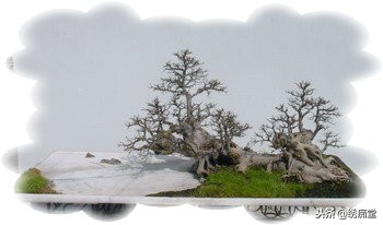 丛林式盆景欣赏,盆景欣赏及制作