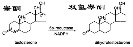 中年男性脱发原因及治疗方法,中年男性遗传性脱发能治好吗