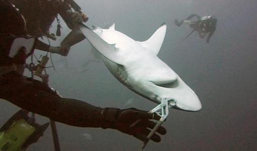 打蛇为什么要七寸，把头打烂没毒牙，还不够安全吗？