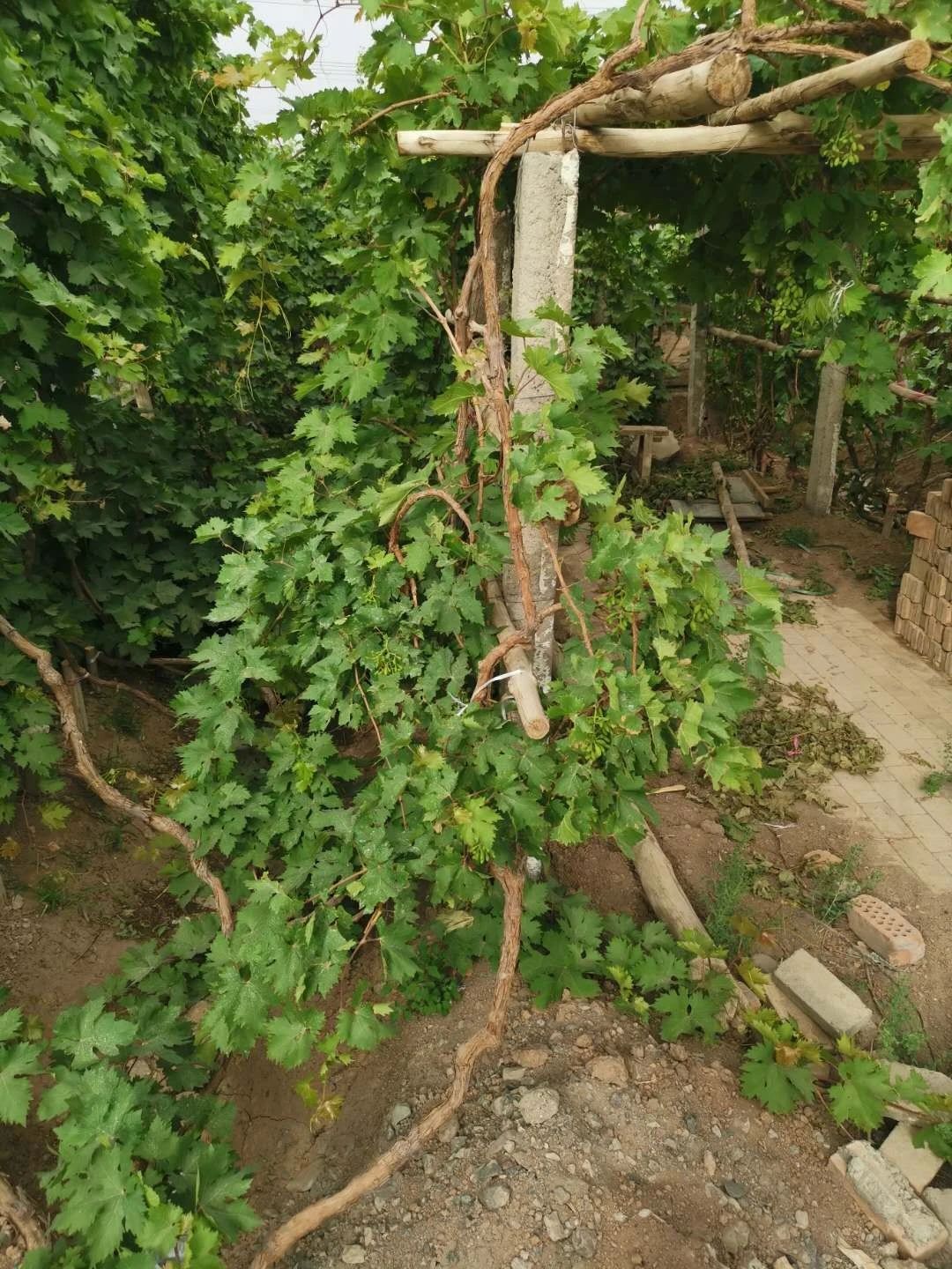 在庭院种葡萄怎么修枝,院子里最适合种哪个品种的葡萄