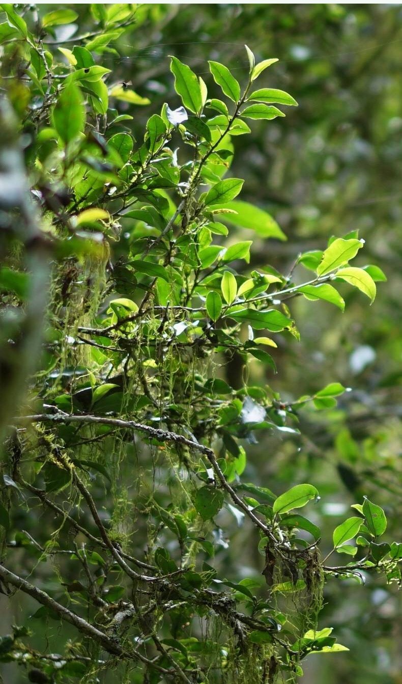刮风寨哪些茶比较出名,刮风寨是易武最好的茶吗
