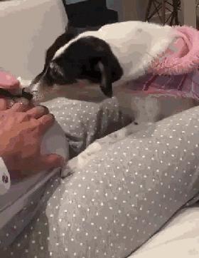 记录小狗狗的胎动瞬间,狗狗感受到了主人肚子里的胎动
