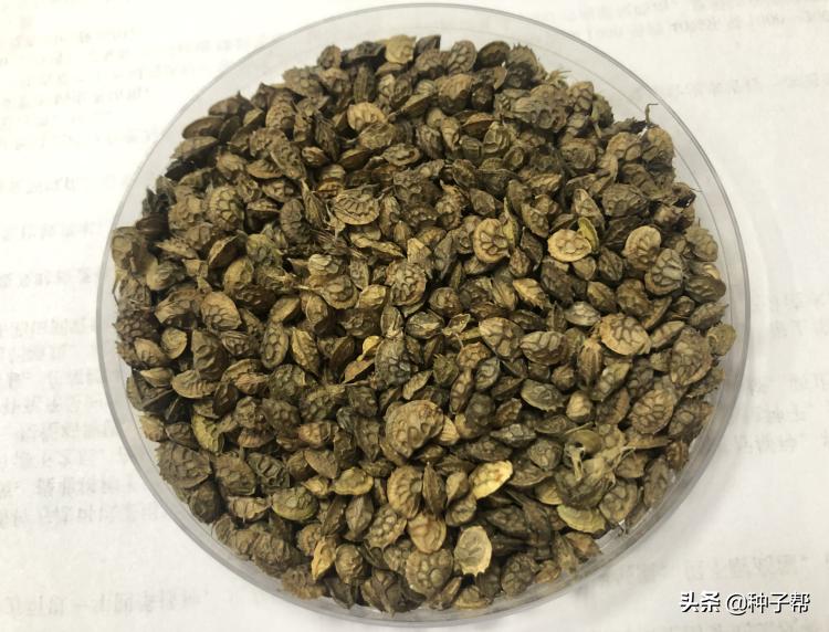 驴食草,驴喜欢吃哪些高产牧草