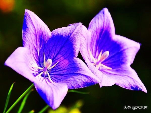 唯美桔梗花,草莓味的桔梗花