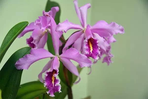 吊兰君子兰哪个好养护,君子兰吊兰图片欣赏