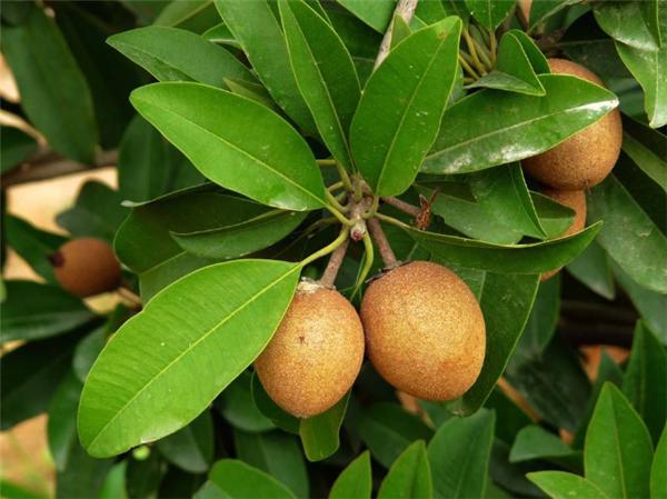 只有南方才有这5种水果,北方人绝对没吃过的六种水果