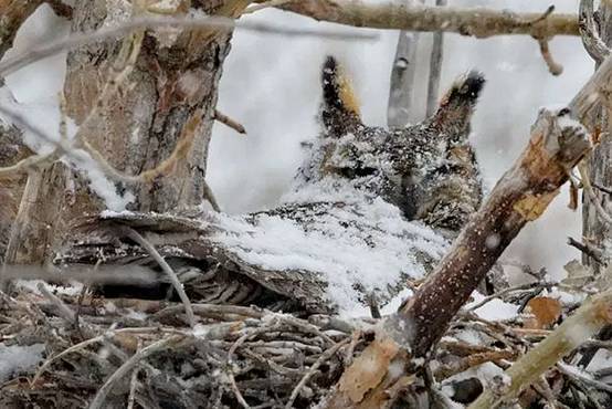看鸟类视频,各种鸟类过冬姿态