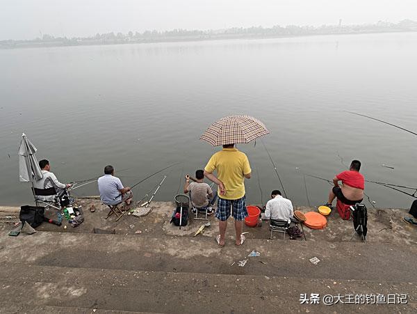 肥水塘用什么钓鲤鱼,肥水塘怎么钓鲫鱼最好