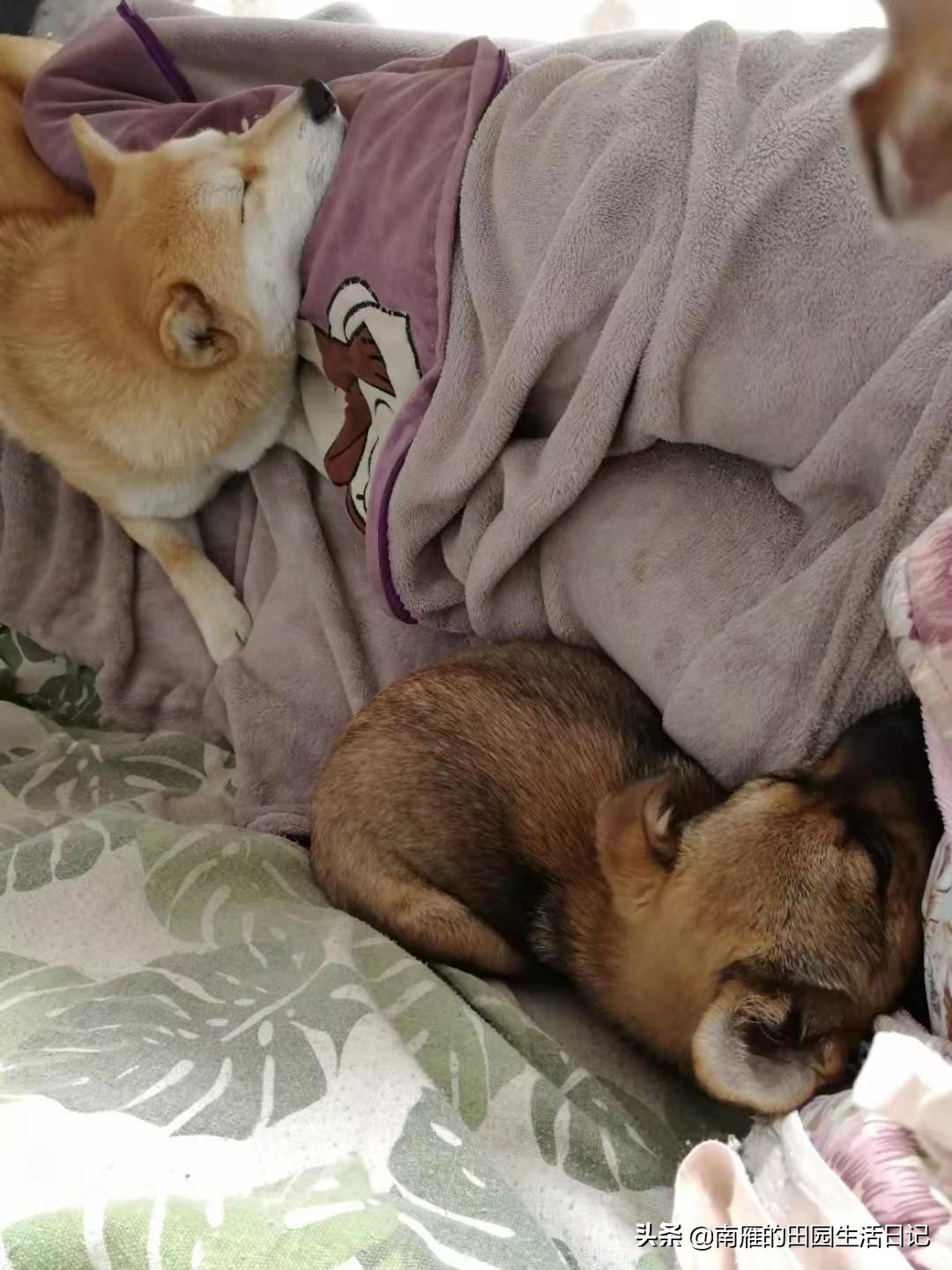 怎么克服严重的恐狗症,为什么怕狗但是自己想养狗