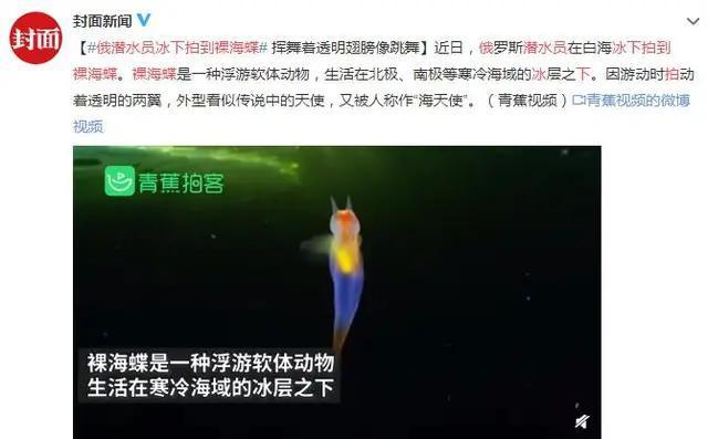 俄潜水员发现“海蝴蝶”，浑身透明如同精灵，嘴里可伸出6条触角