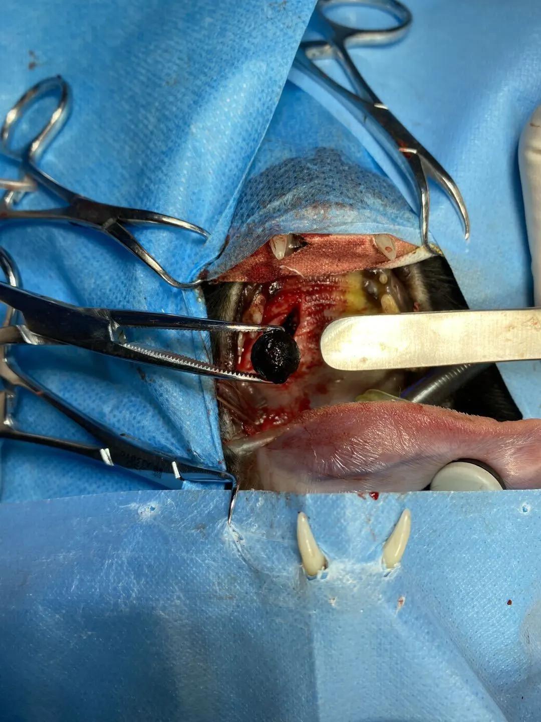 狗狗身上有肿块起脓是怎么回事,如果狗狗身上有虫子怎么办