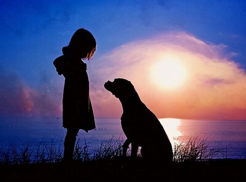 《小狗钱钱》：何以解忧？养一只会下“金蛋”的“鹅”最靠谱