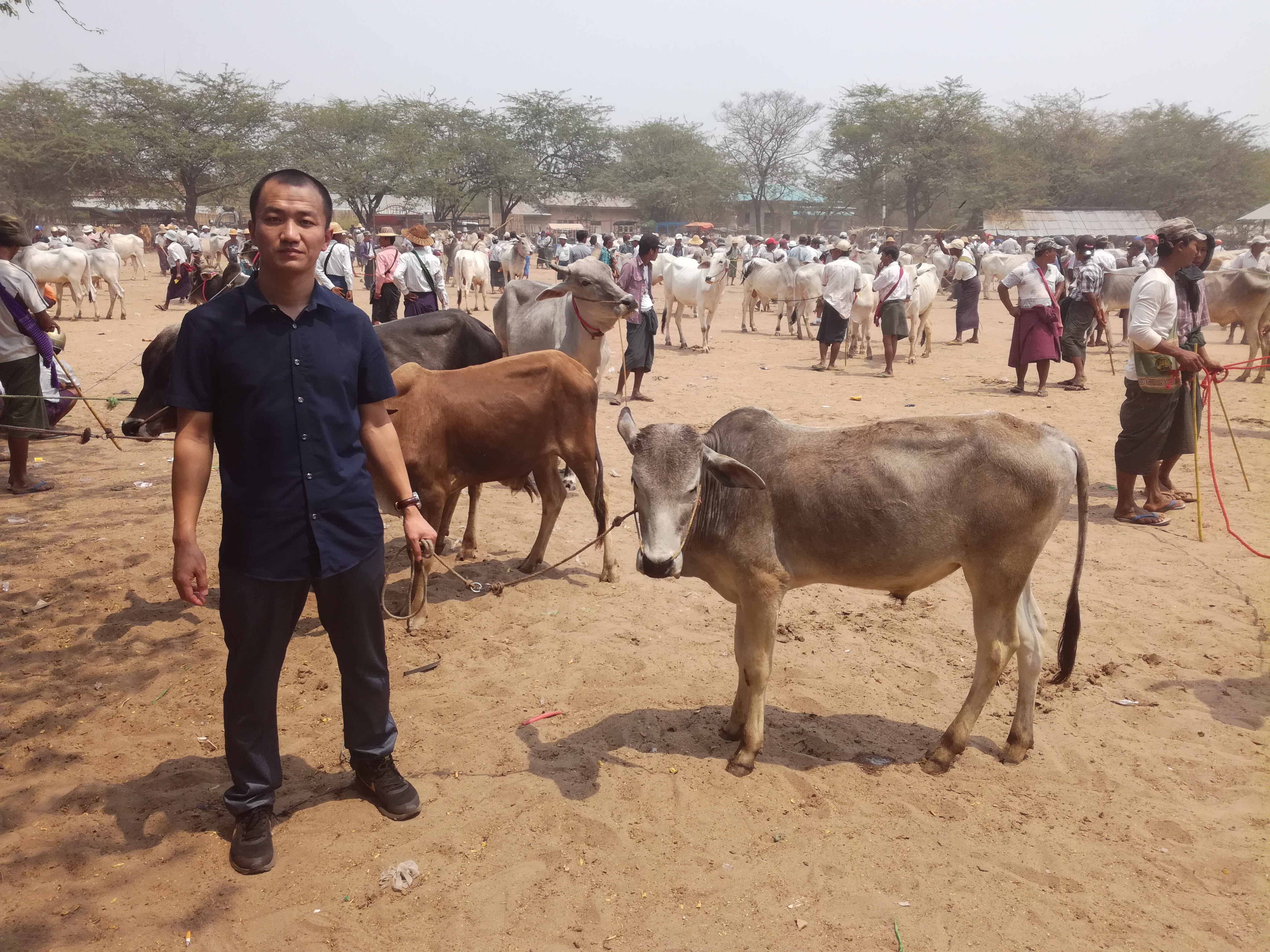 2022年中国肉牛行情走势分析报告,2024年六月份肉牛行情走势