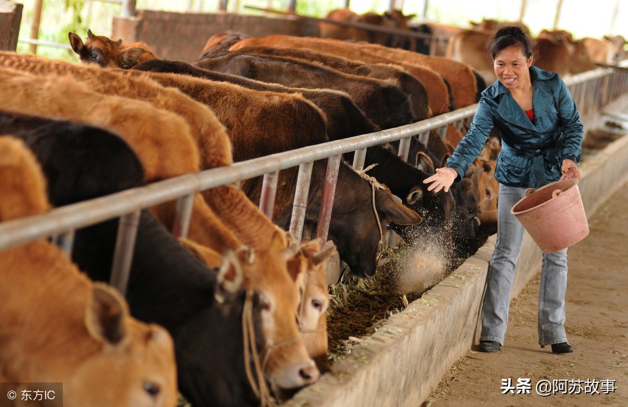 在农村，投资这5个项目，轻松实现月入过万，再也不用外穿打工了