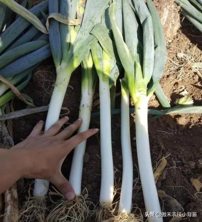 怎样种出大葱,如何种出来的大葱甜不辣
