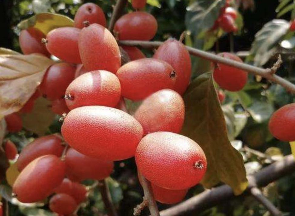 别看1种果子像“枣子”，殊不知珍贵，农地里要是有，要珍惜