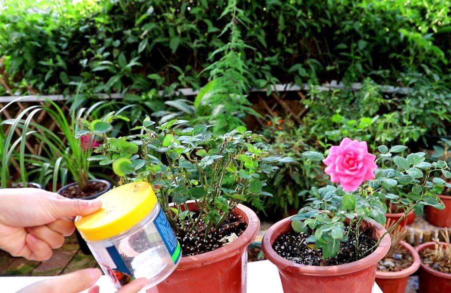 月季的霜霉病和灰霉病的区别,月季霜霉病的治疗方法视频