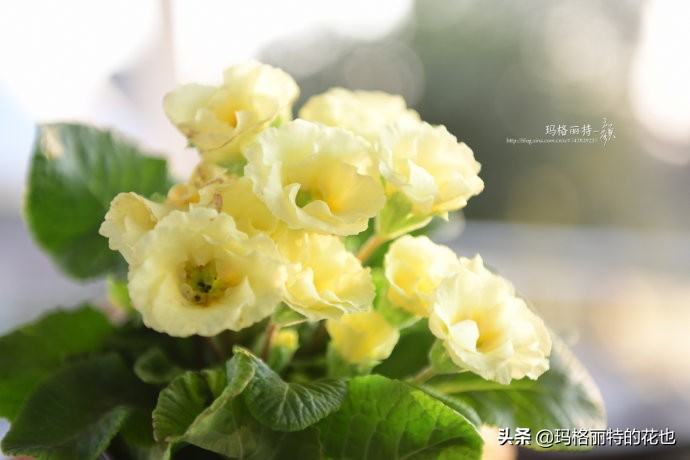 过年买点花,过年了买点什么花草