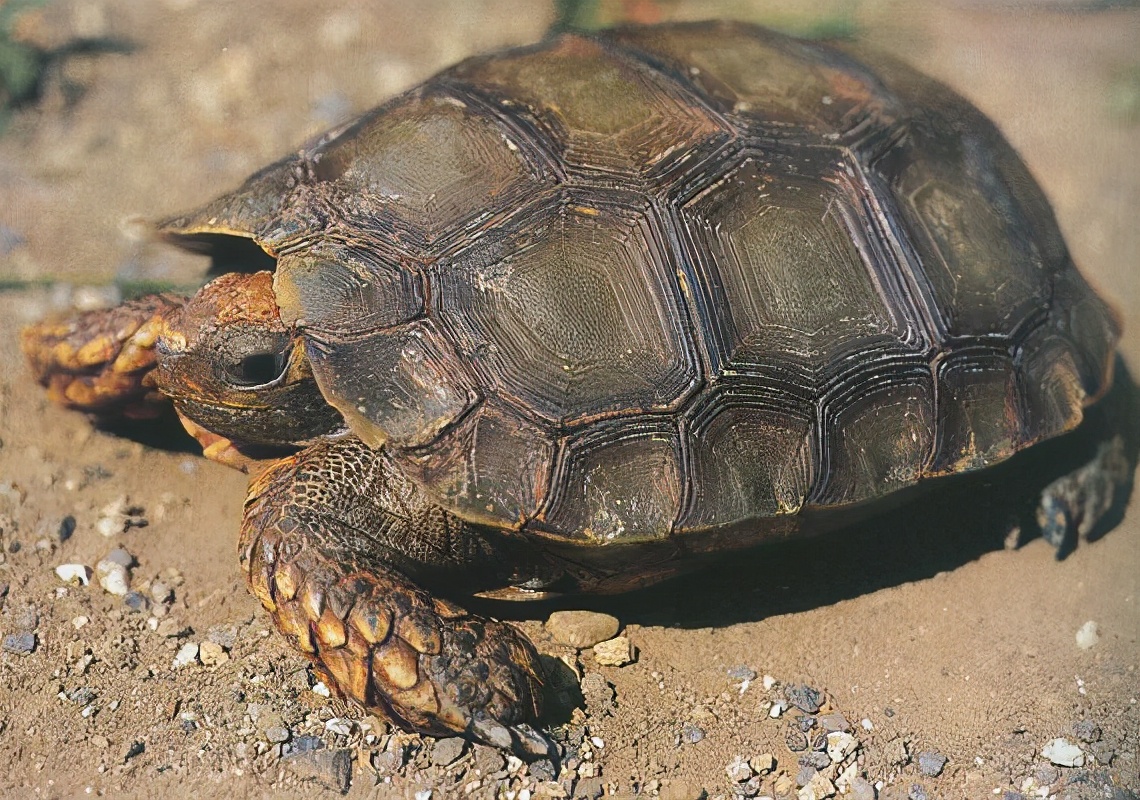 龟类纪录片,龟类图片
