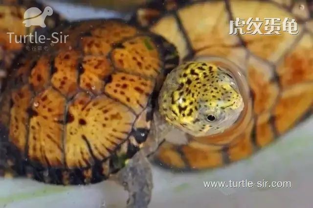 虎纹蛋龟腐皮病怎么治,虎纹麝香龟和虎纹泥龟