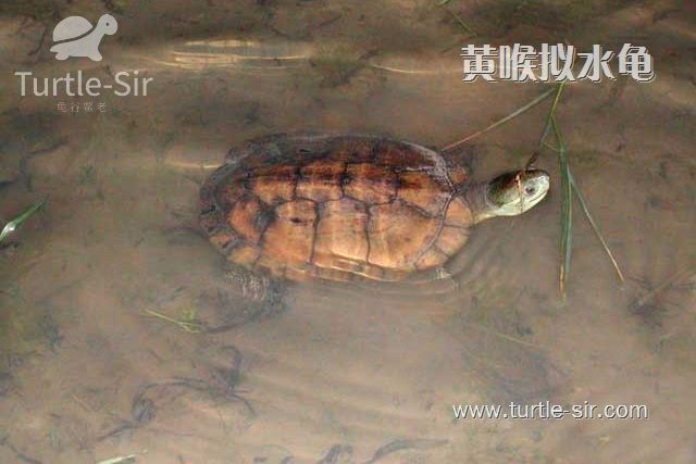 乌龟冬眠后怎么开食,浅水冬眠乌龟什么时候喂食