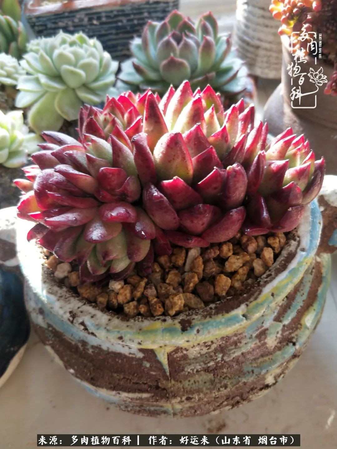 这世上怎么会有那么可爱的小可爱,这世上怎么有这么可爱的小生物