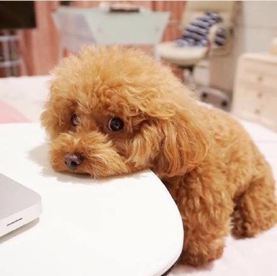 泰迪犬换狗粮能引起拉稀吗,泰迪犬拉稀怎么治疗