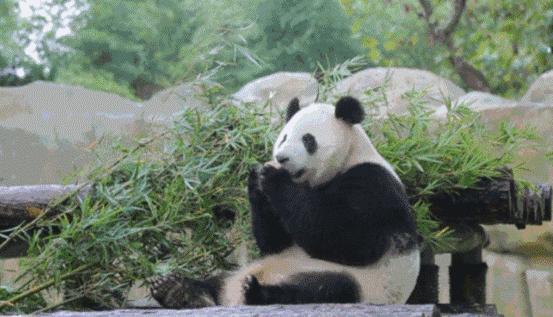 太原动物园春节开放吗门票多少钱,2024太原动物园要门票吗