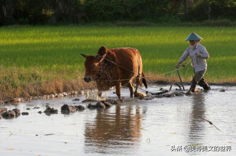 农民为妻子写首诗：《我的老婆很黑》，句句耐人寻味，高手在民间
