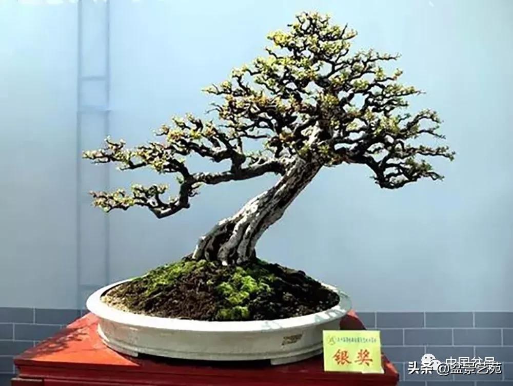 雀梅盆景艺术鉴赏图片,红芽雀梅盆景冬天怎么养护