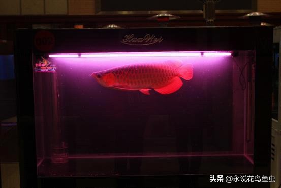 观赏龙鱼图片欣赏,观赏鱼欣赏龙鱼