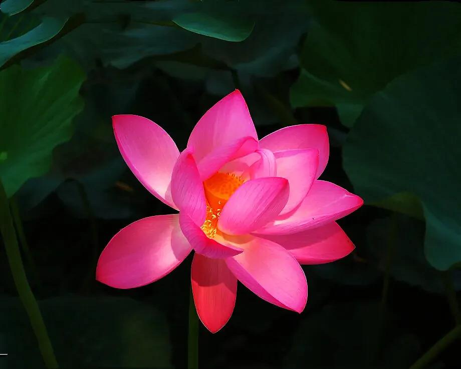 荷花品种大全及名称图片,荷花品种及名称大全图片