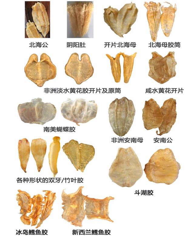 花胶燕窝正品鉴别方法图片,缅甸花胶真假鉴别方法